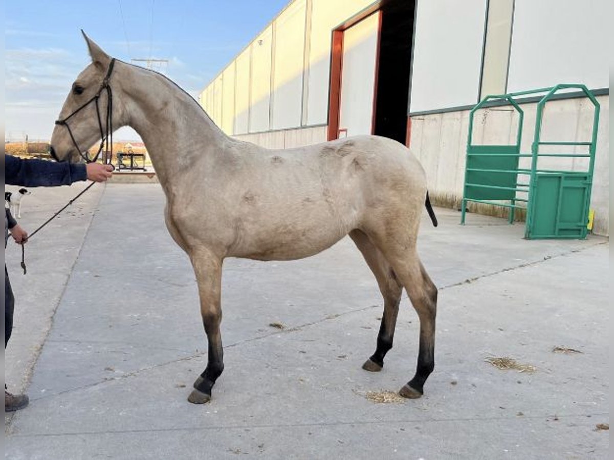 PRE Mestizo Yegua 5 años 172 cm Bayo in Valladolid