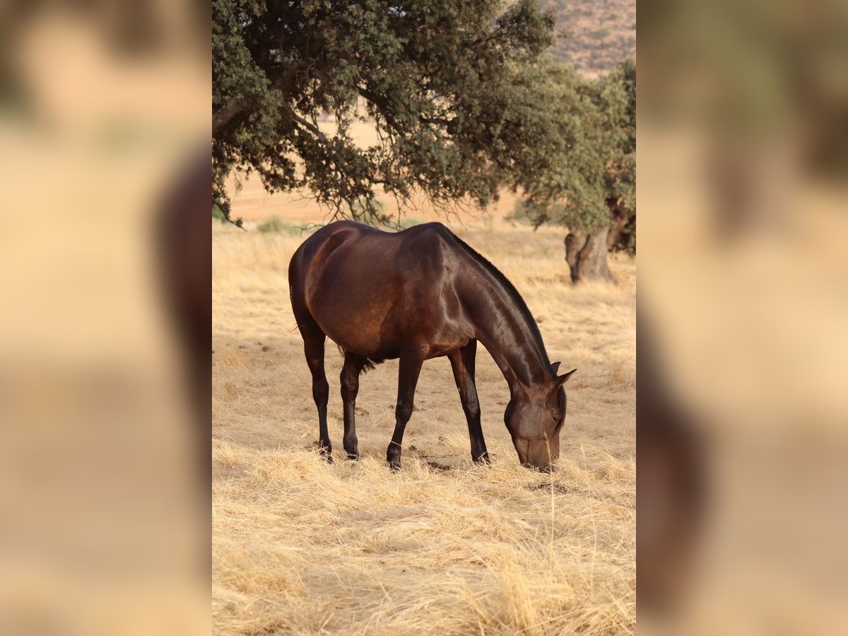 PRE Mestizo Yegua 6 años 161 cm Castaño oscuro in Fuente Obejuna