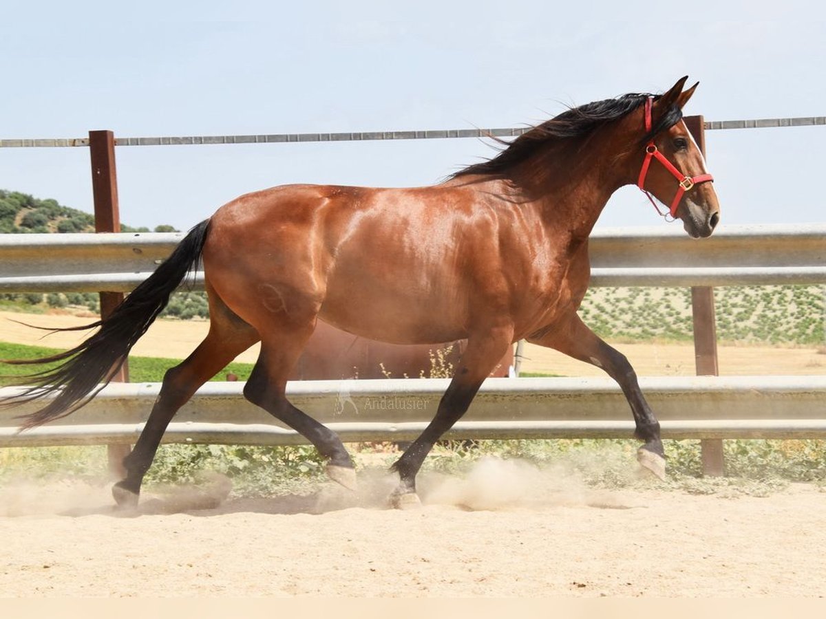 PRE Yegua 6 años 167 cm Castaño in Provinz Cordoba