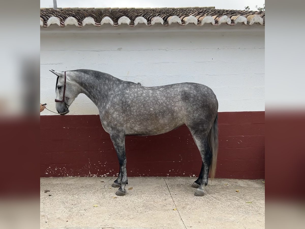 PRE Yegua 6 años 168 cm Tordo in Villanueva de la concepcion