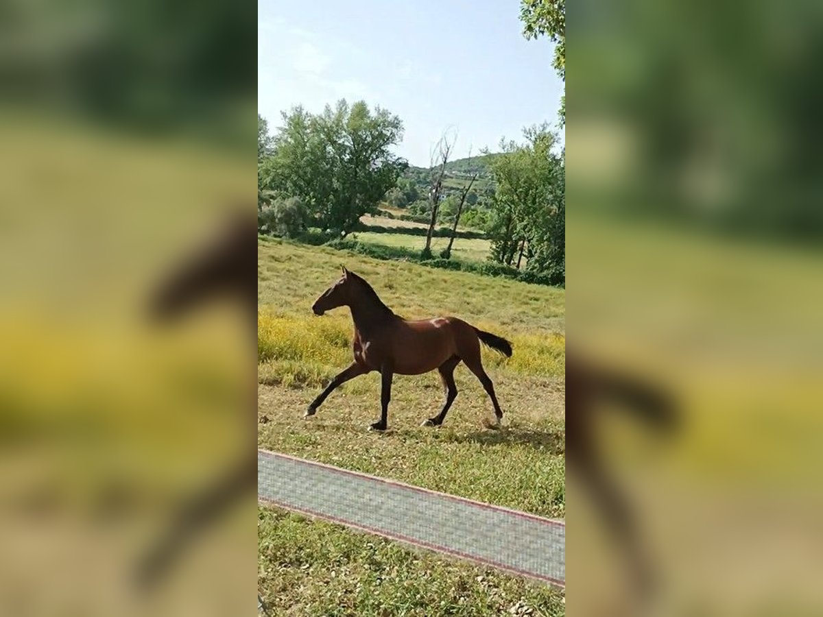 PRE Mestizo Yegua 7 años 160 cm Castaño oscuro in Sevilla