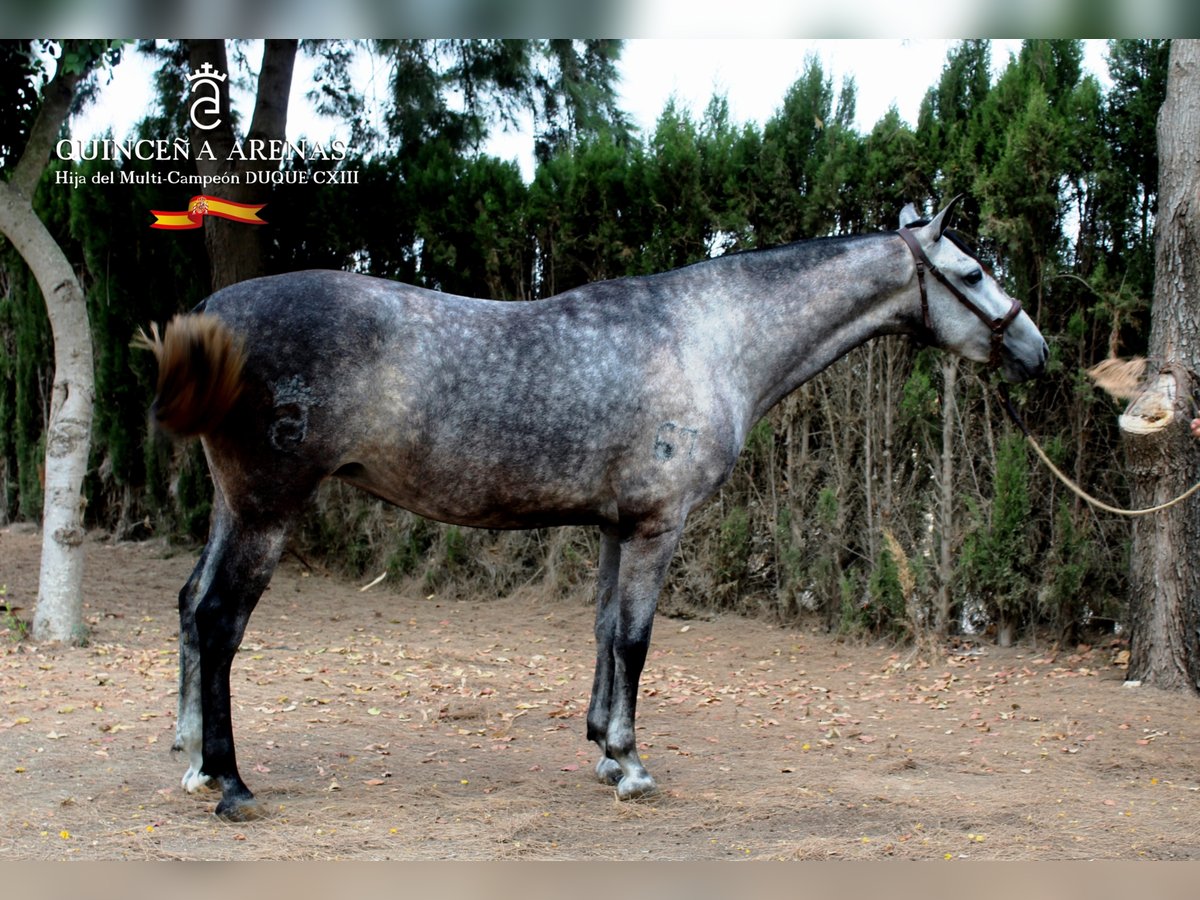 PRE Yegua 7 años 162 cm Tordo in Lebrija