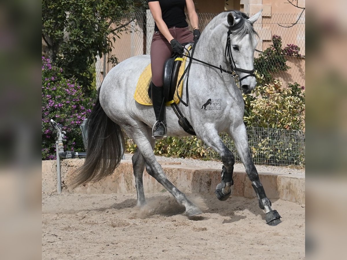 PRE Mestizo Yegua 7 años 165 cm Tordo in Mallorca