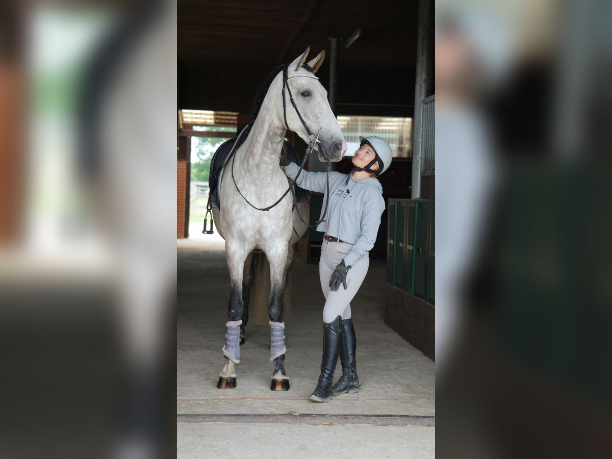 PRE Mestizo Yegua 7 años 168 cm in Roseburg