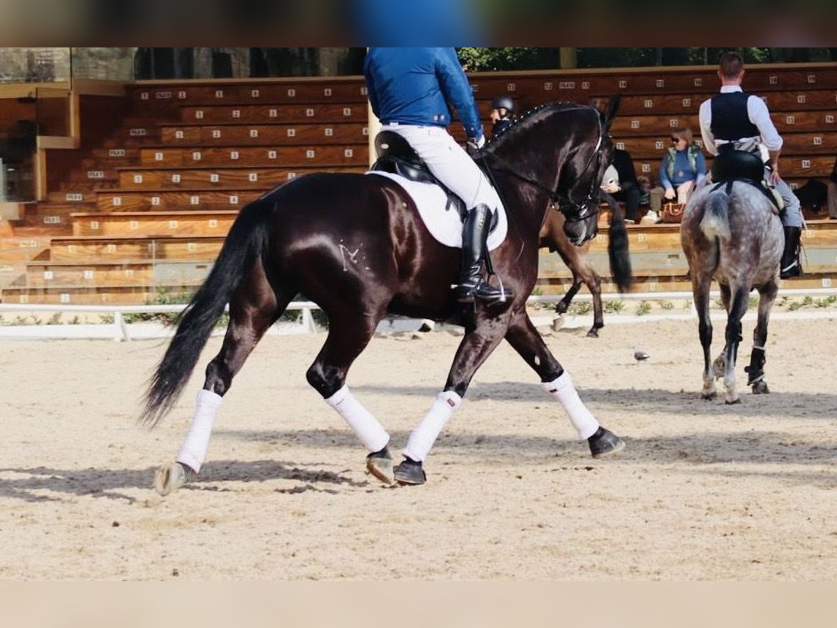 PRE Mestizo Yegua 7 años 169 cm Negro in Madrid