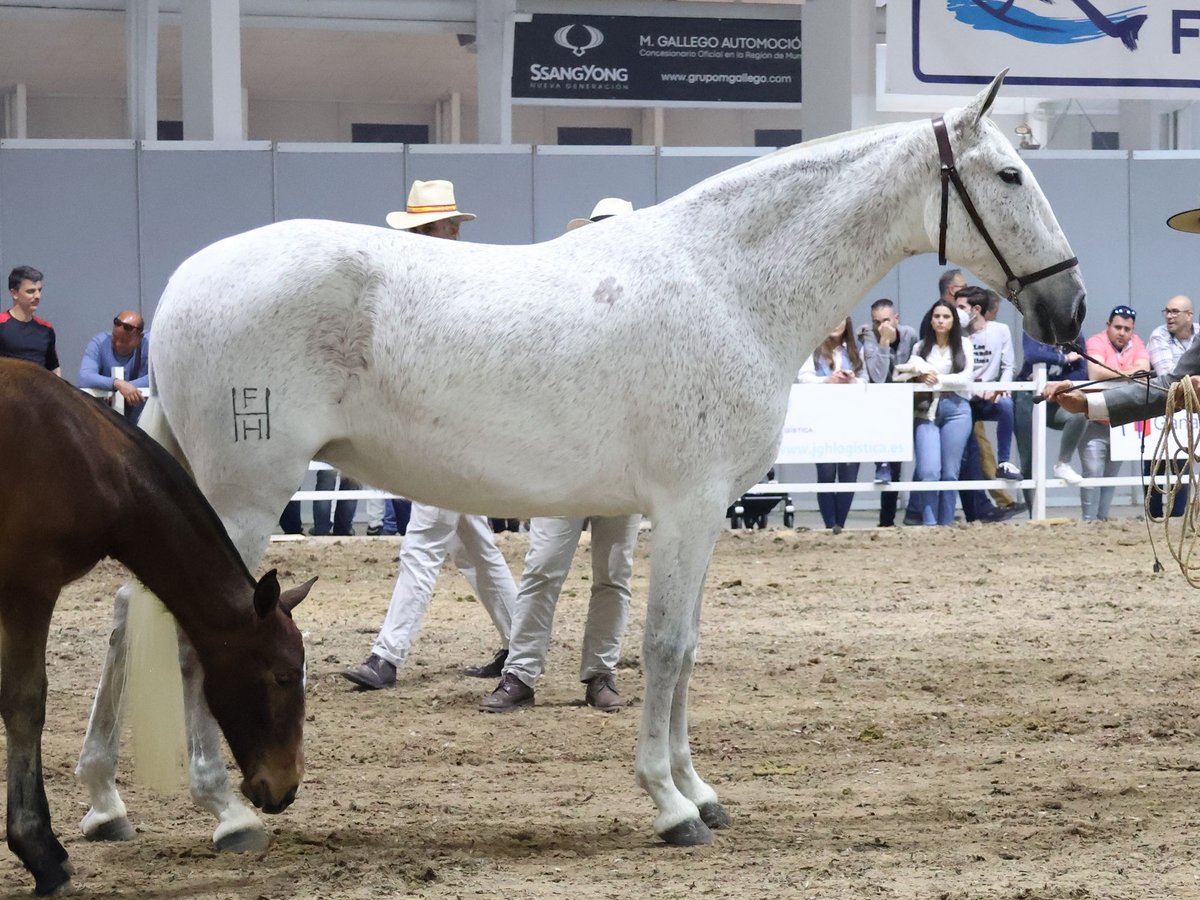 PRE Mestizo Yegua 8 años 165 cm Tordo in Villanova Canavese