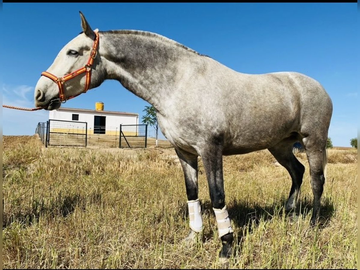 PRE Mestizo Yegua 8 años 170 cm Tordo in Talarrubias