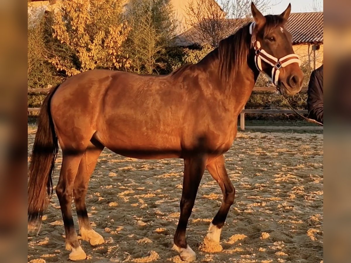 PRE Mestizo Yegua 9 años 165 cm Castaño in Cardet