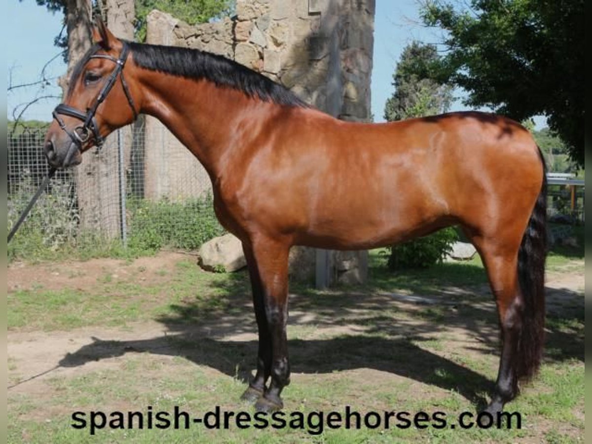 PRE Mestizo Yegua 9 años 166 cm Castaño in Barcelona