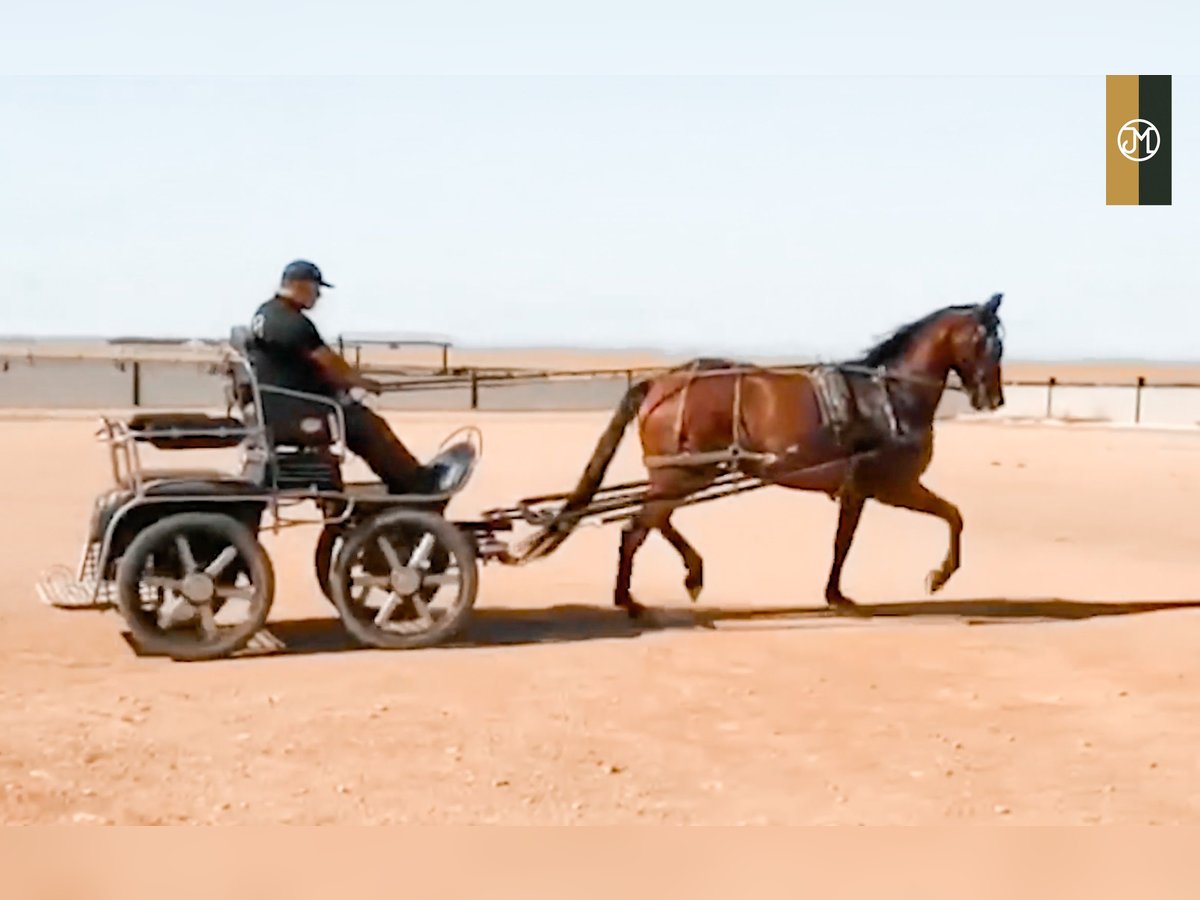 PRE Mestizo Yegua 9 años 176 cm Castaño in Albacete, Spain