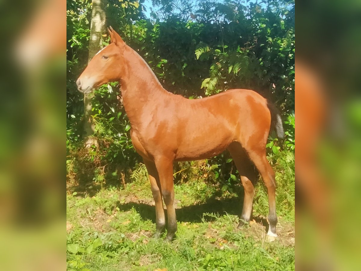 PRE Yegua Potro (03/2025) 133 cm Castaño claro in Aranga