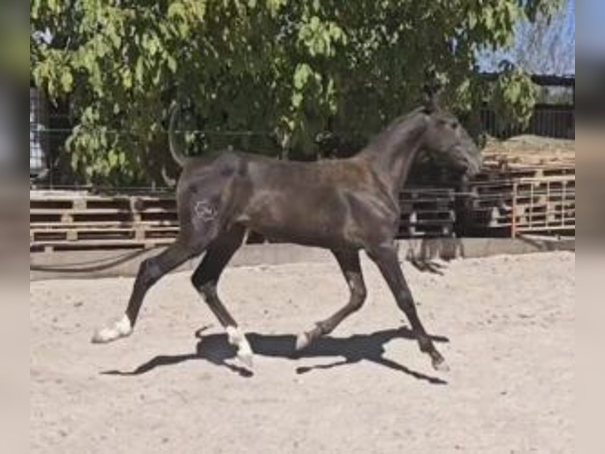PRE Mestizo Yegua Potro (01/2025) 160 cm Negro in Alicante/Alacant