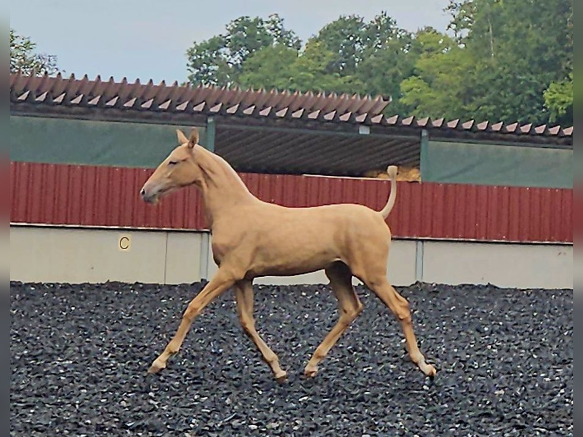 PRE Yegua Potro (03/2024) Palomino in Küssaberg