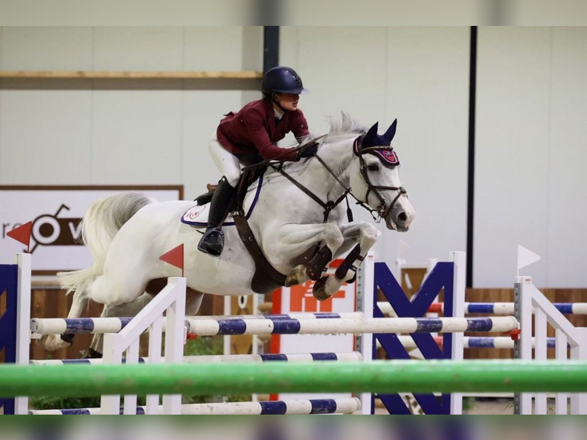 Professionelles Pferdetraining & Reitcoaching 