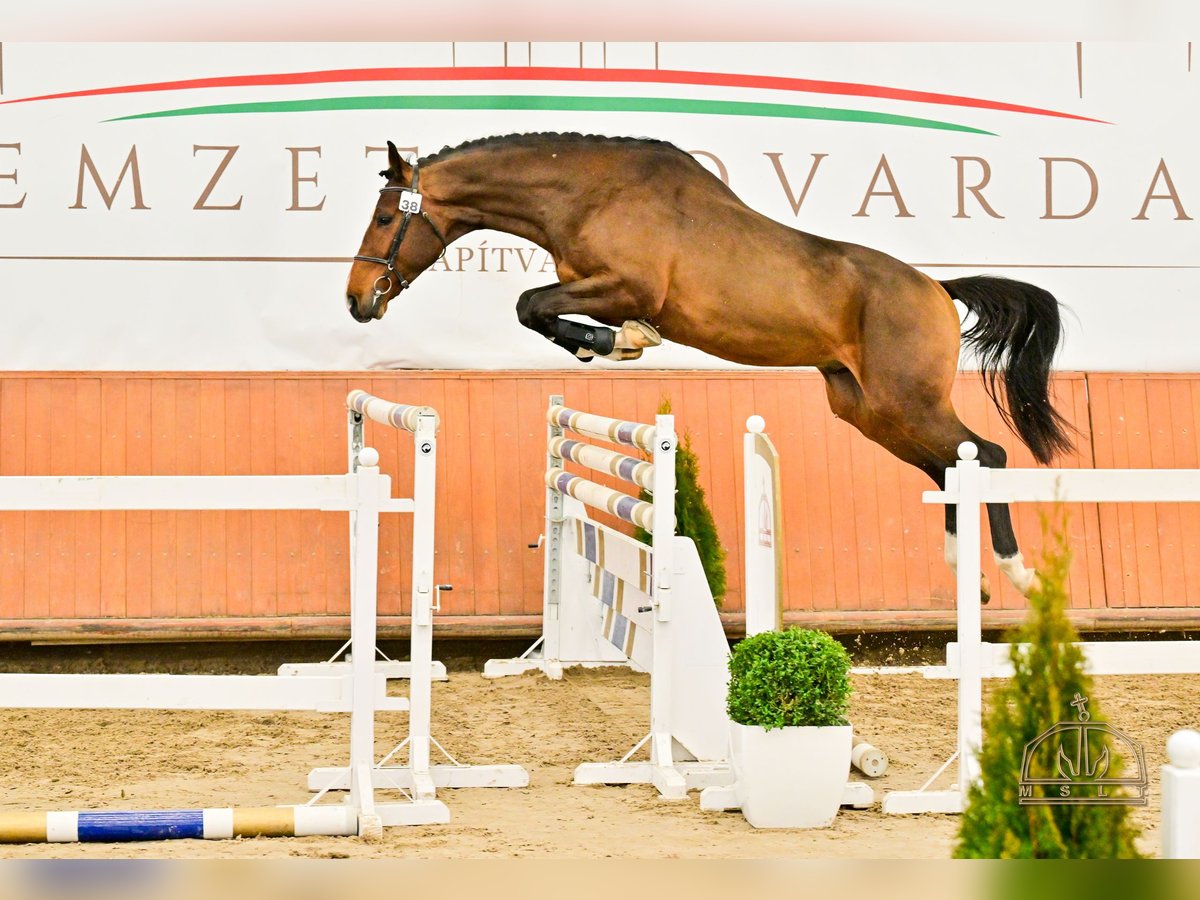 PUKLI DE CAPELLO Ungarisches Sportpferd Hengst Rotbrauner in Nagykőrös
