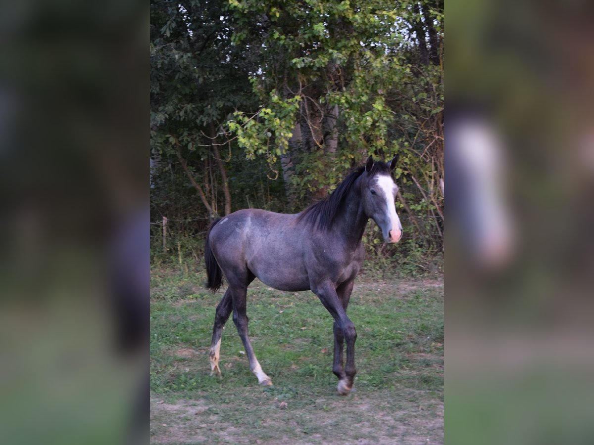 Pur-sang anglais Étalon 1 Année 156 cm Gris in Vác