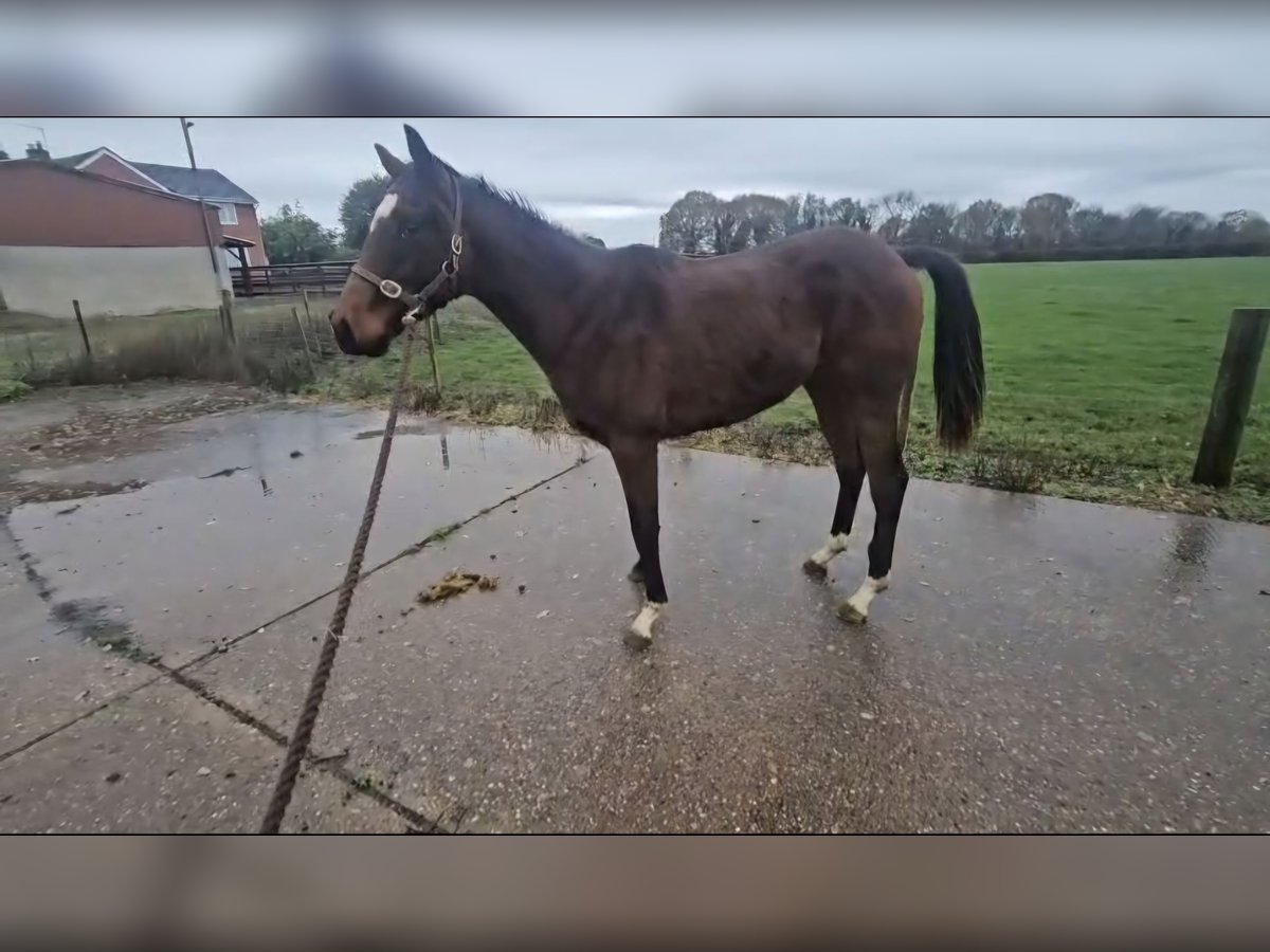 Pur-sang anglais Étalon 1 Année 165 cm Bai brun in Sheffield