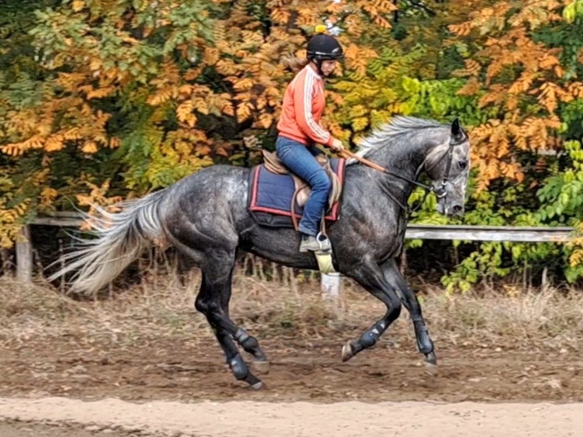 Pur-sang anglais Étalon 3 Ans 166 cm Gris in Dunakeszi Pur-sang anglais Étalon 3 Ans 166 cm Gris in Dunakeszi