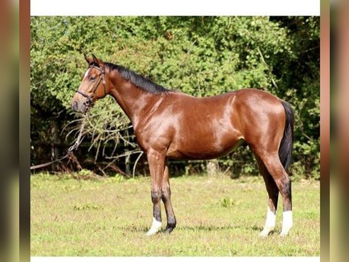 Pur-sang anglais Étalon 4 Ans 164 cm Bai in Hamburg Lemsahl-Mellingstedt