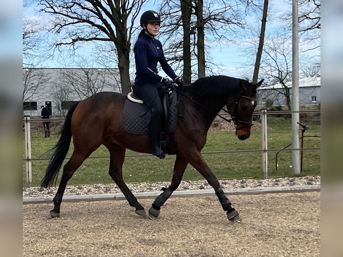 Pur-sang anglais Hongre 10 Ans 167 cm Bai in Celle