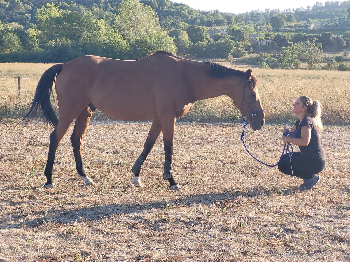 Pur-sang anglais Hongre 11 Ans 160 cm Bai in Toulon