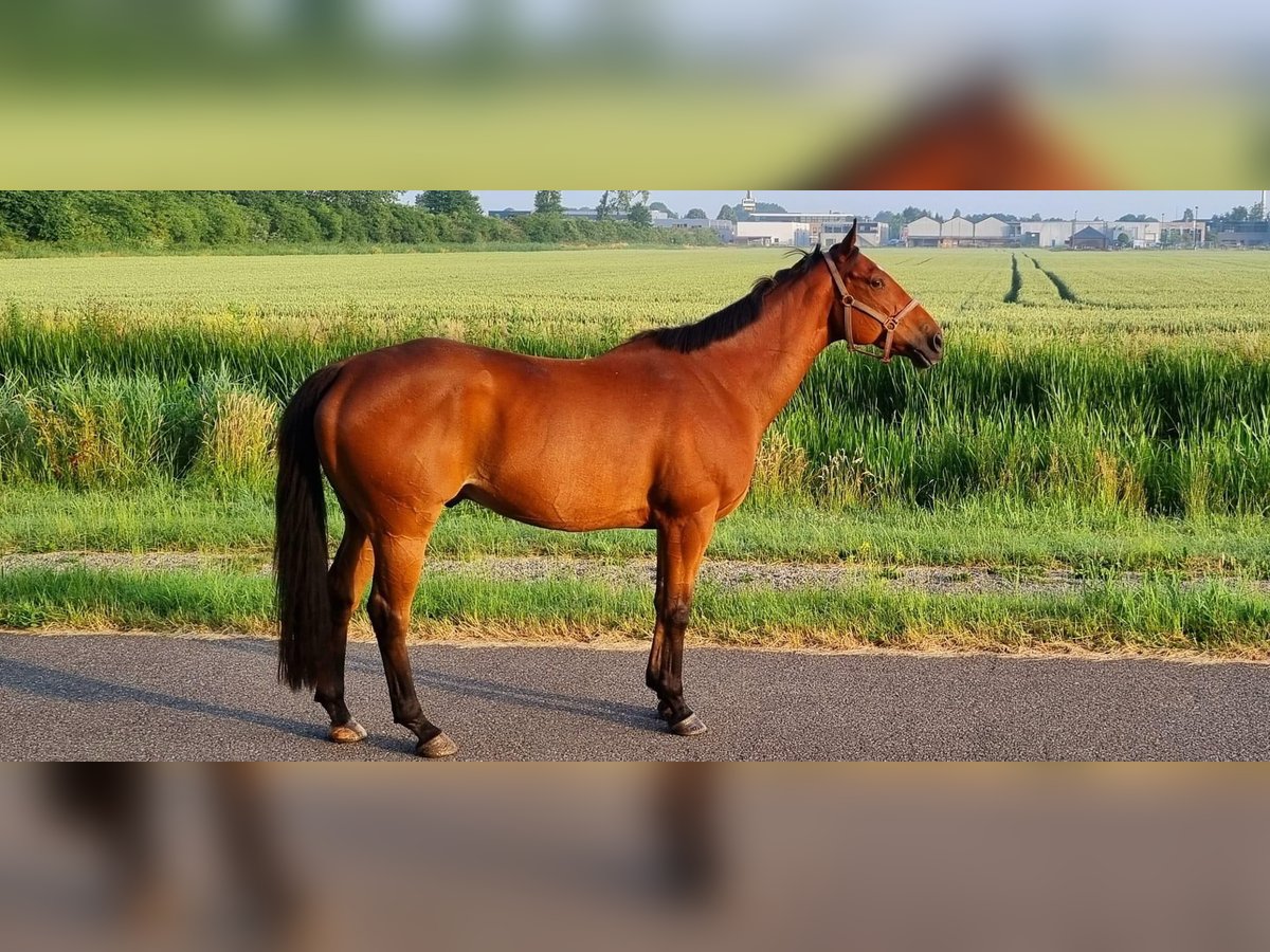 Pur-sang anglais Hongre 11 Ans 162 cm Bai in Zevenhuizen