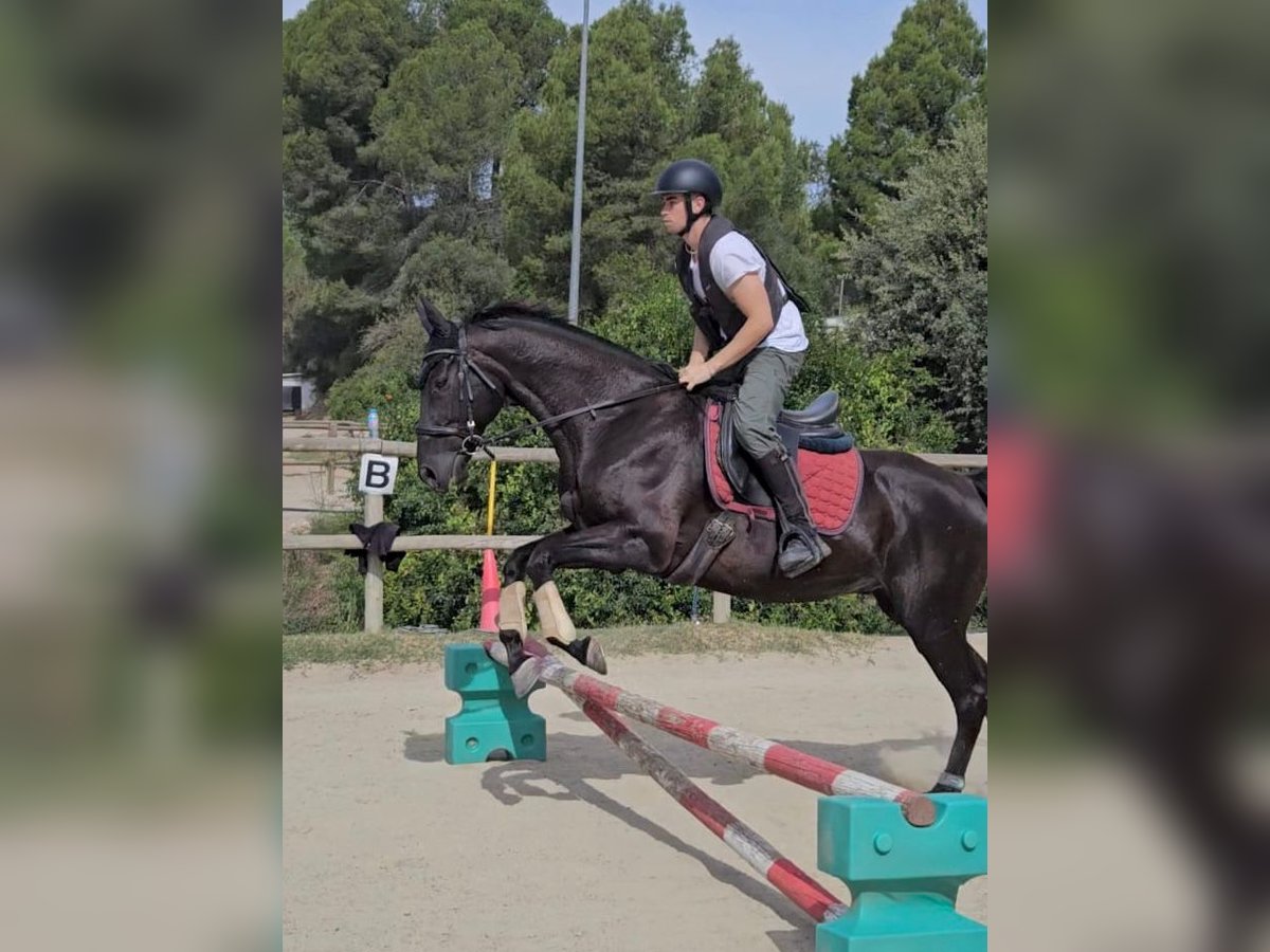 Pur-sang anglais Hongre 11 Ans 164 cm Noir in El Badorc