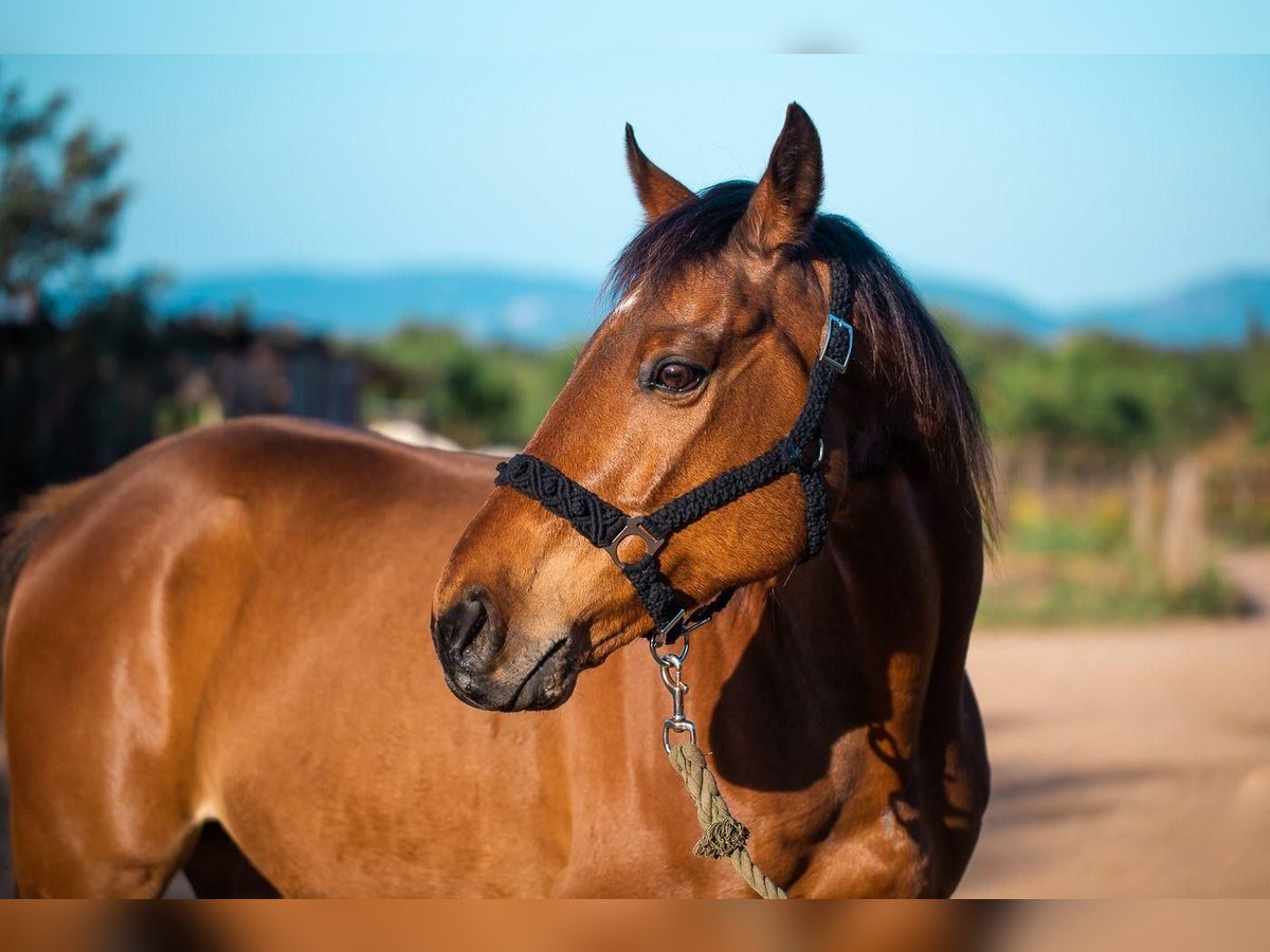 Pur-sang anglais Hongre 13 Ans Bai clair in Cabaneta (Sa)