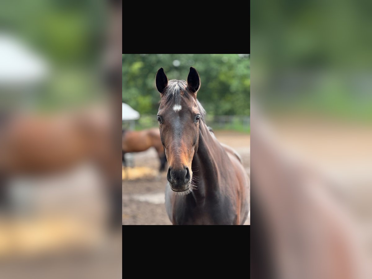 Pur-sang anglais Hongre 15 Ans 163 cm Bai in Bielefeld