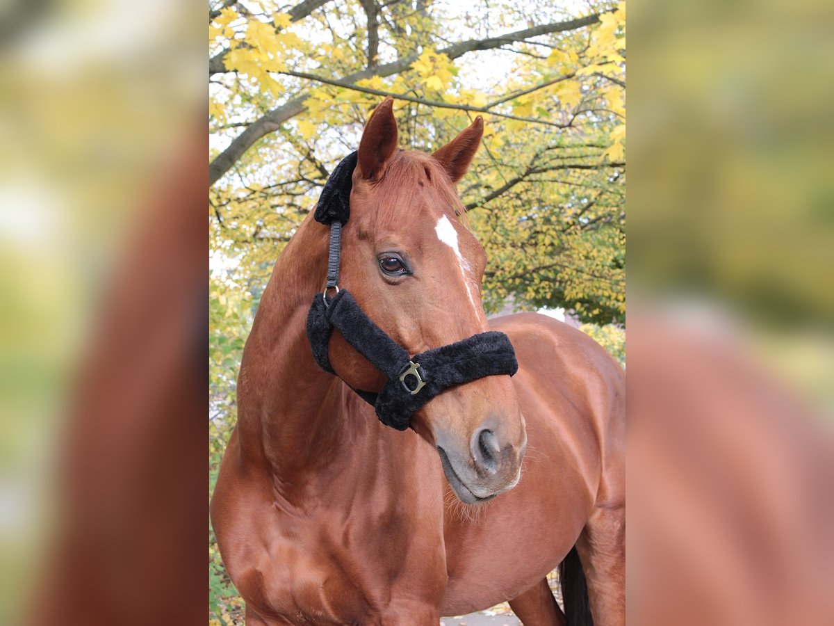 Pur-sang anglais Hongre 17 Ans 170 cm Alezan in Hannover