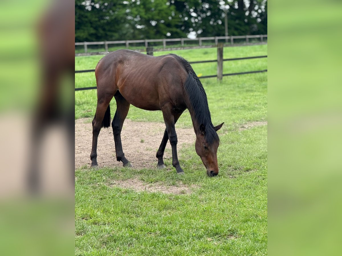 Pur-sang anglais Hongre 2 Ans 150 cm Bai in Lüdinghausen