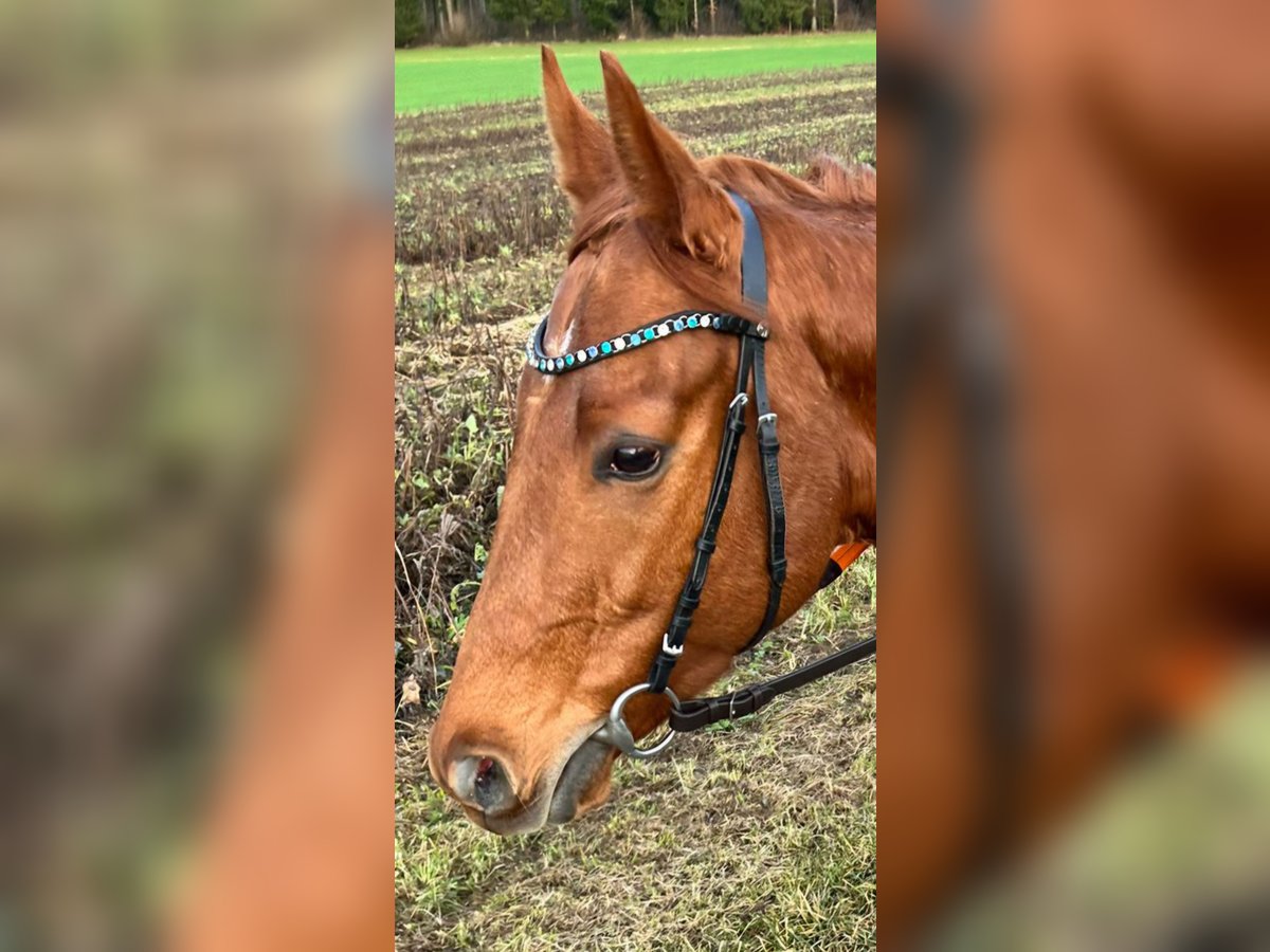 Pur-sang anglais Hongre 3 Ans 157 cm Alezan in Berom&#xFC;nster