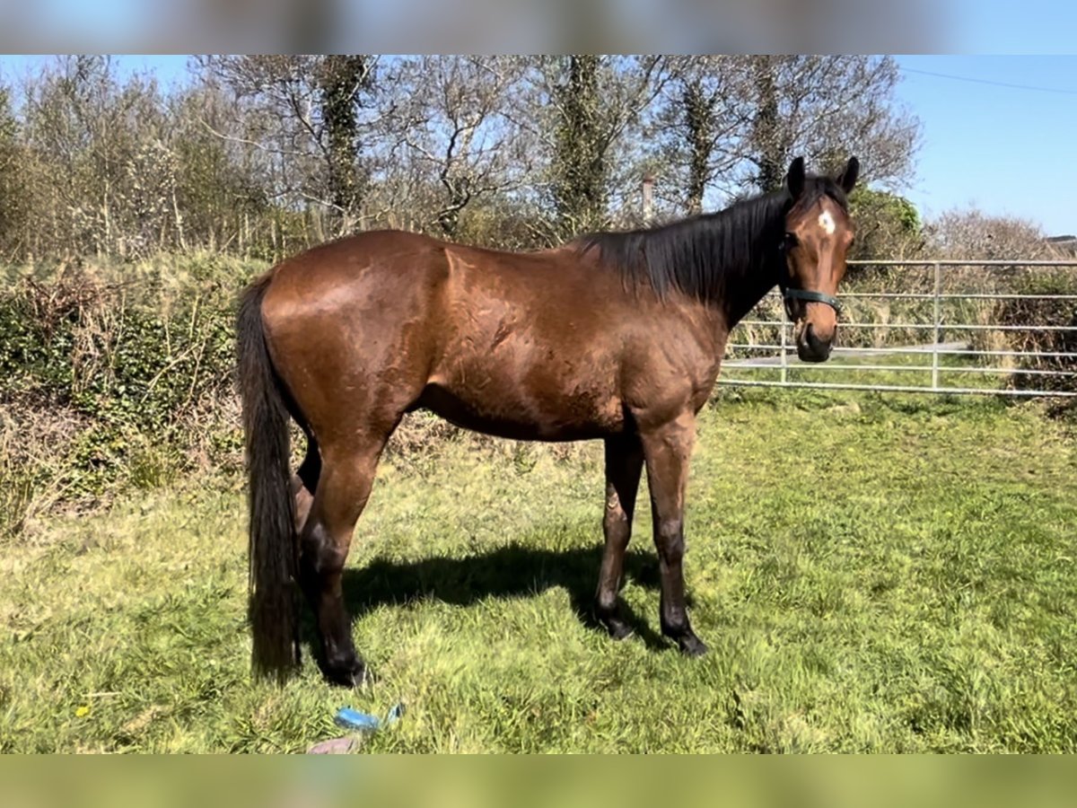Pur-sang anglais Hongre 3 Ans 163 cm Bai cerise in Cork