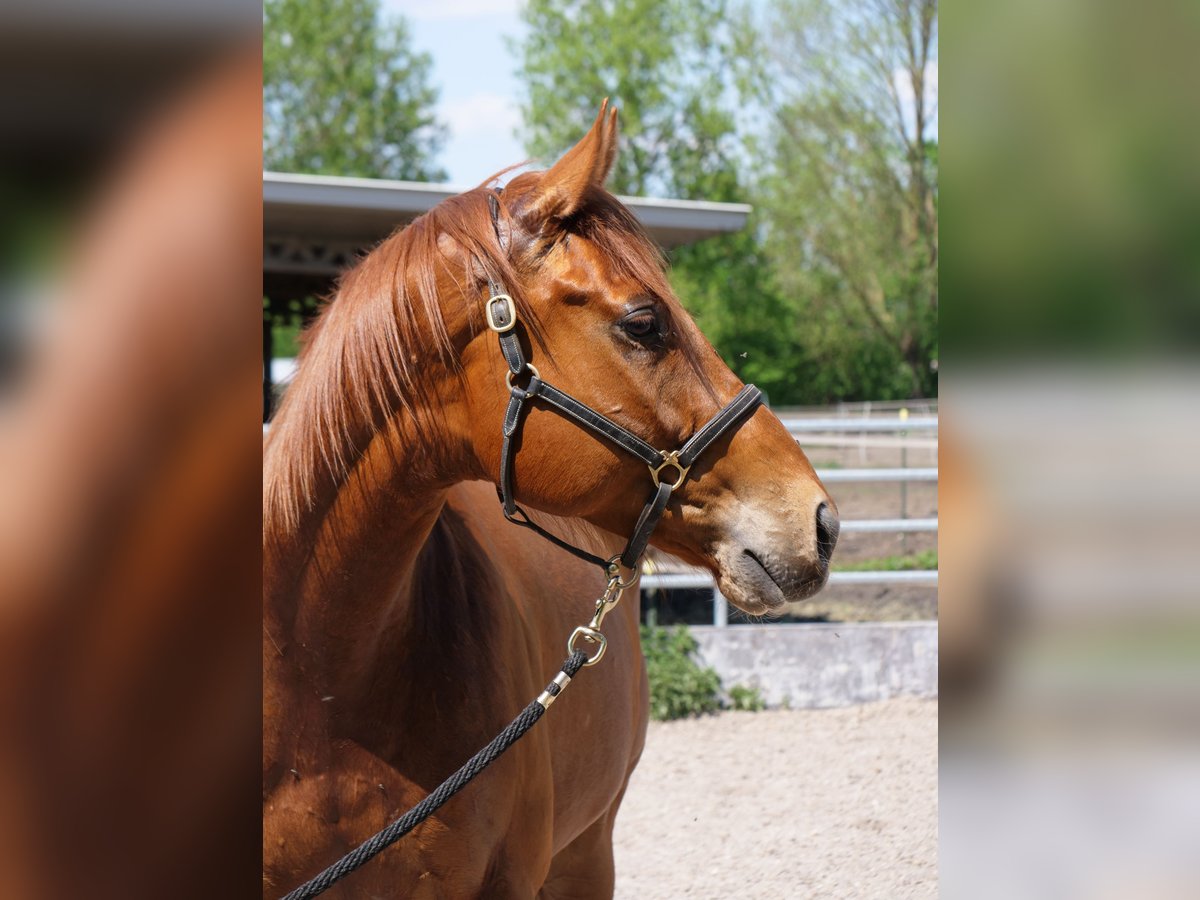 Pur-sang anglais Hongre 4 Ans 160 cm Alezan in G&#xFC;nzburg