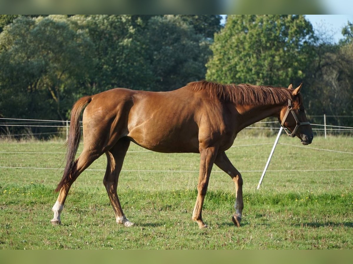 Pur-sang anglais Hongre 4 Ans 163 cm Alezan in Nalbach