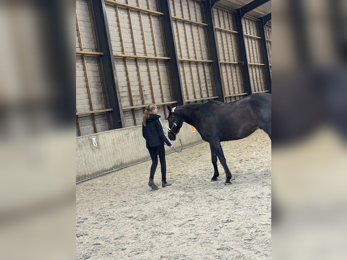 Pur-sang anglais Hongre 5 Ans 162 cm Bai brun foncé in Schagen