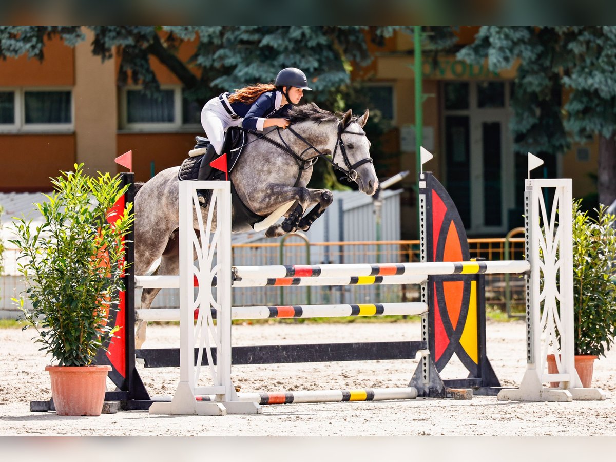 Pur-sang anglais Hongre 5 Ans 165 cm Gris pommelé in Győrújbarát