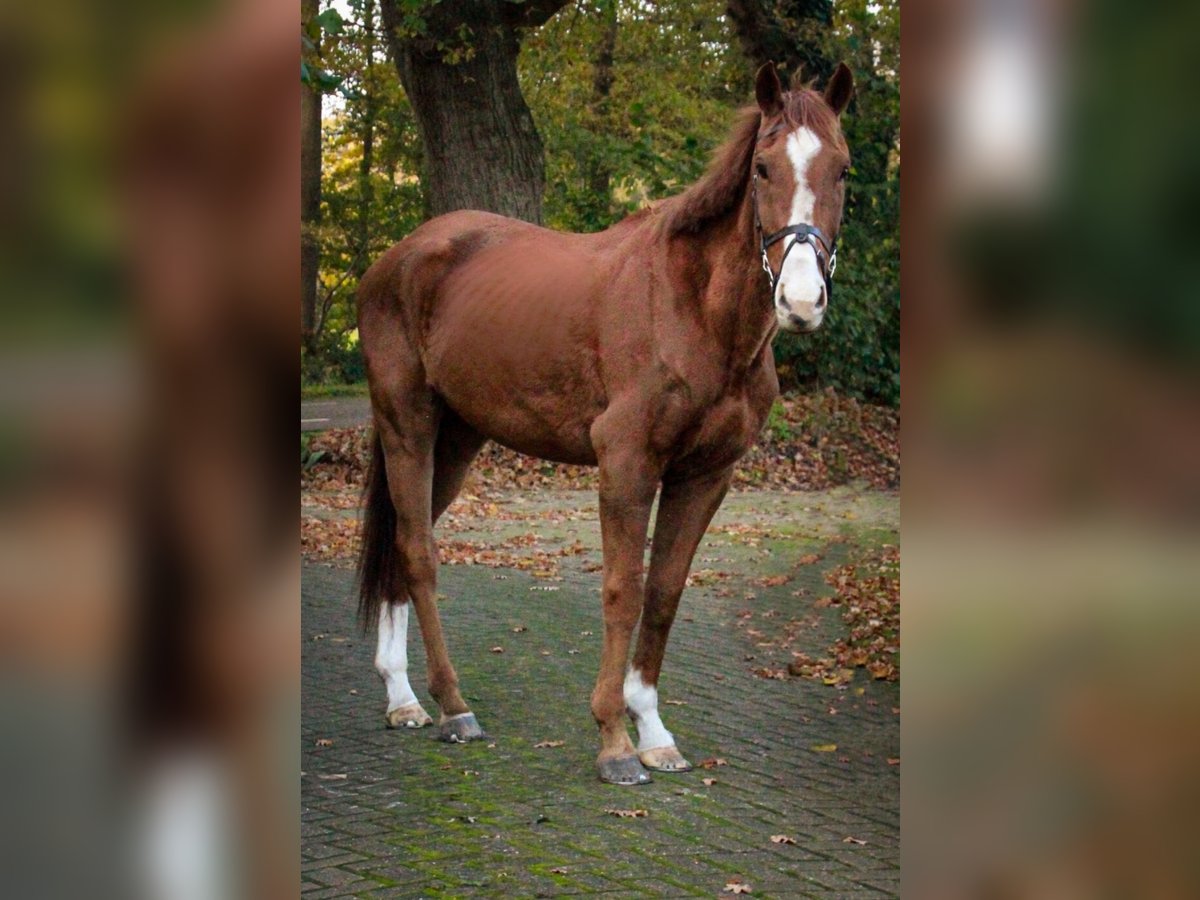 Pur-sang anglais Hongre 5 Ans 170 cm Alezan in Tubbergen