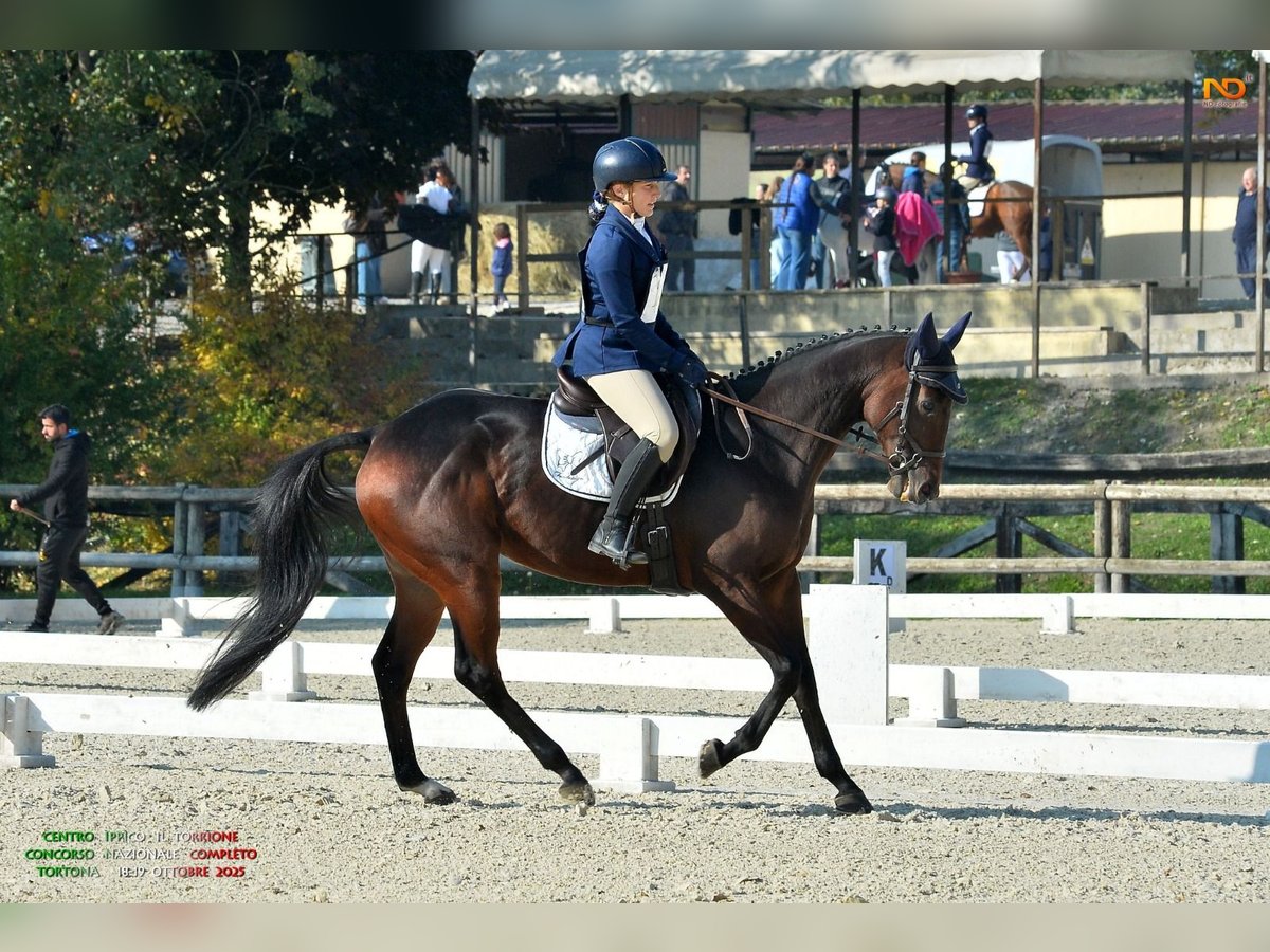 Pur-sang anglais Hongre 6 Ans 165 cm Bai brun in Torino