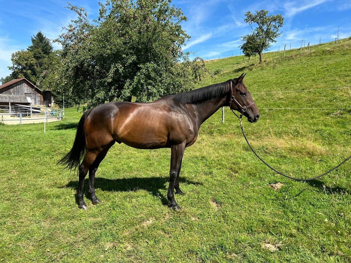 Pur-sang anglais Hongre 6 Ans 167 cm Bai brun in Leuggern