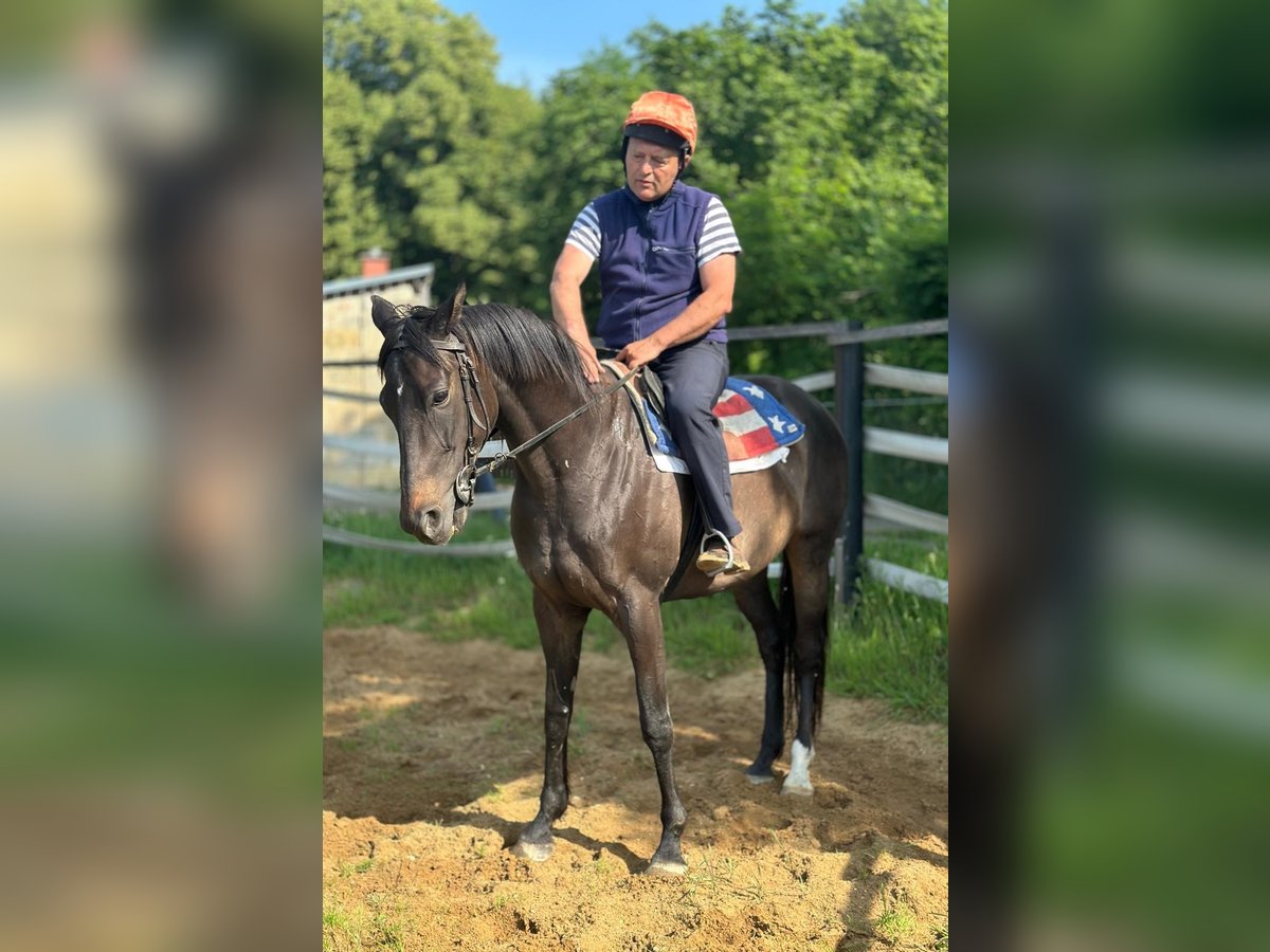 Pur-sang anglais Hongre 8 Ans 166 cm Bai brun in Noviny pod Ralskem
