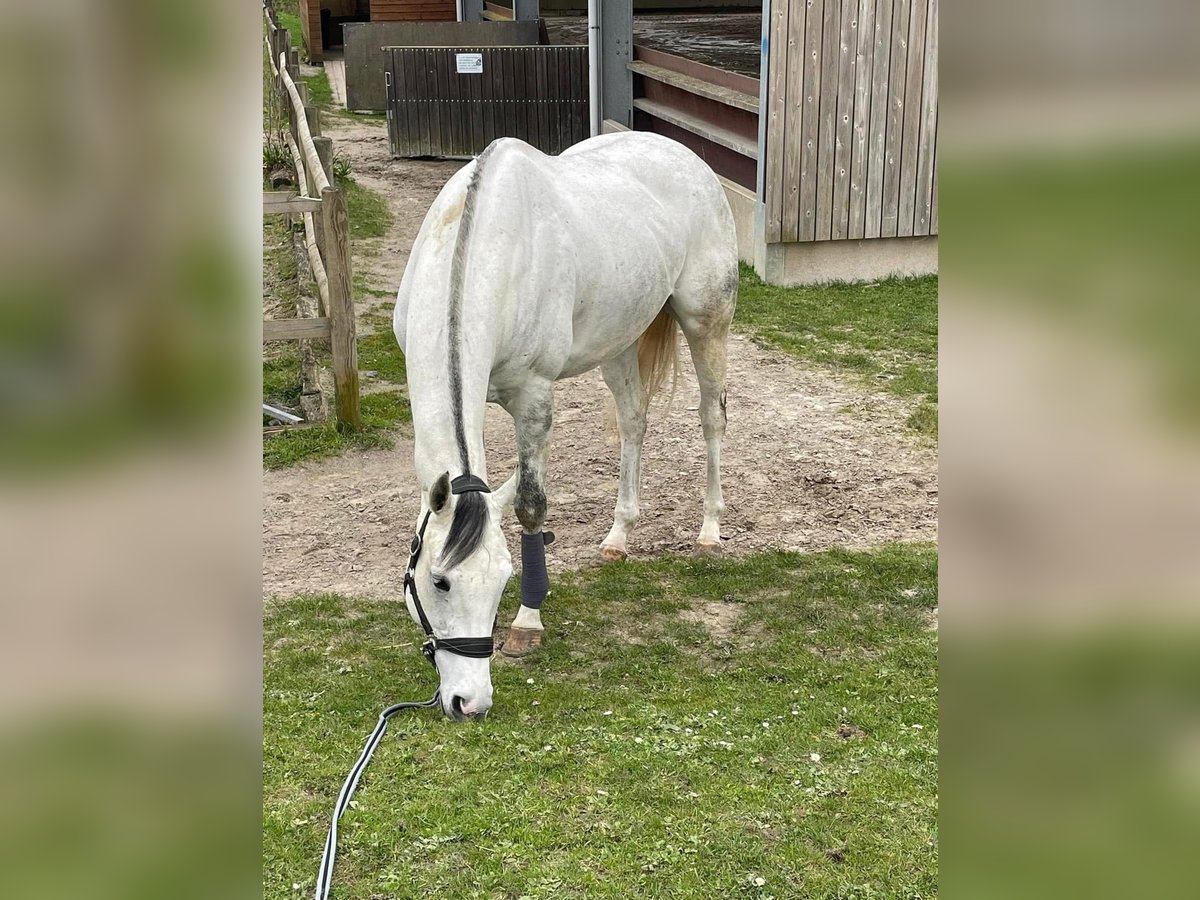 Pur-sang anglais Hongre 8 Ans 169 cm Gris in Tatinghem