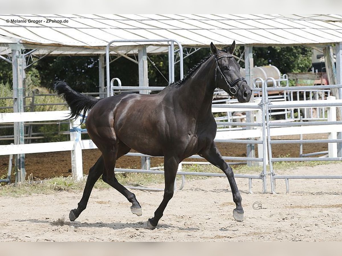 Pur-sang anglais Jument 10 Ans 164 cm Noir in Bad Oldesloe