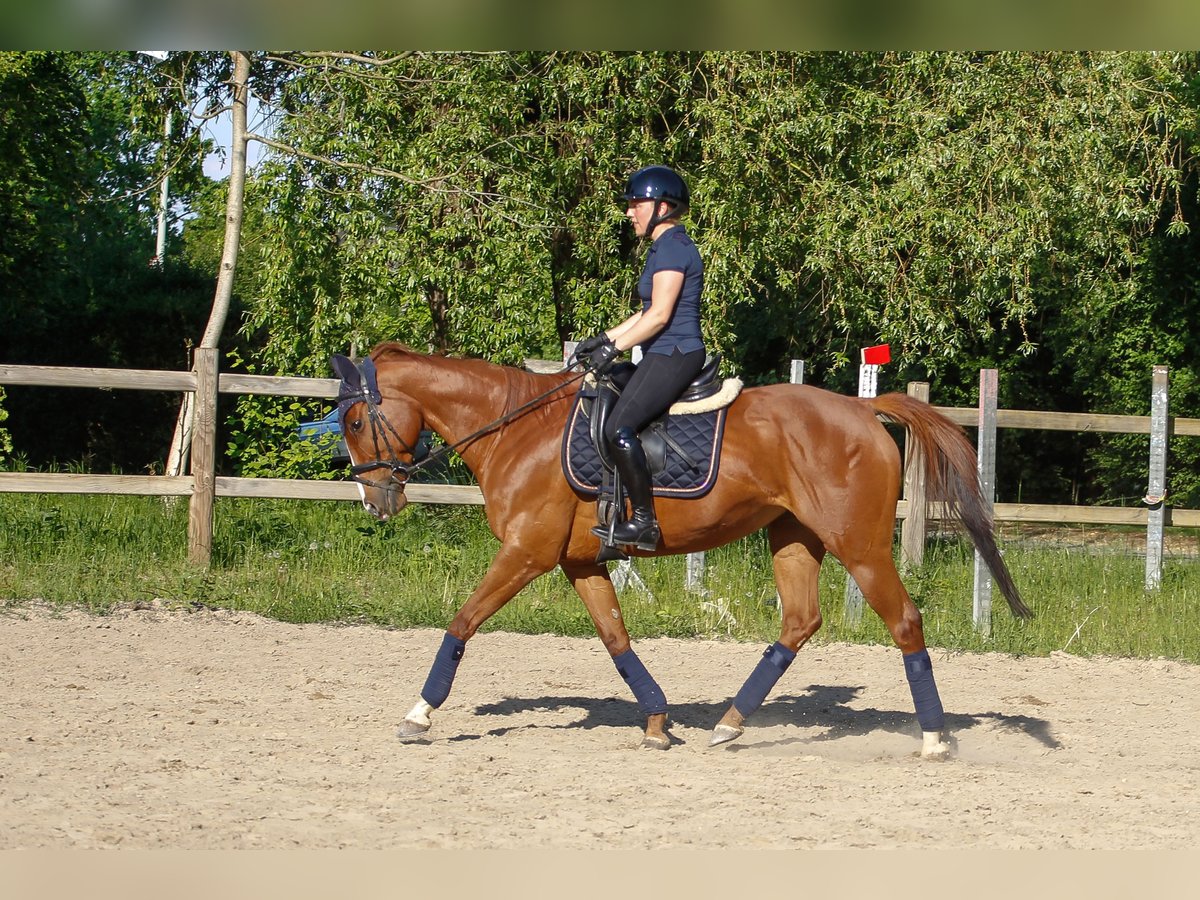 Pur-sang anglais Jument 11 Ans 160 cm Alezan in Weisenheim am Sand