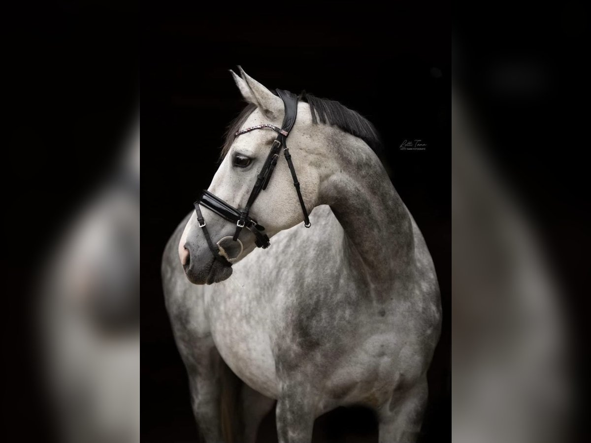 Pur-sang anglais Jument 11 Ans 165 cm Gris in Rheinbach