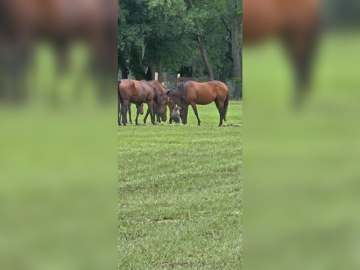 Pur-sang anglais Jument 16 Ans 163 cm Bai cerise in Ocala