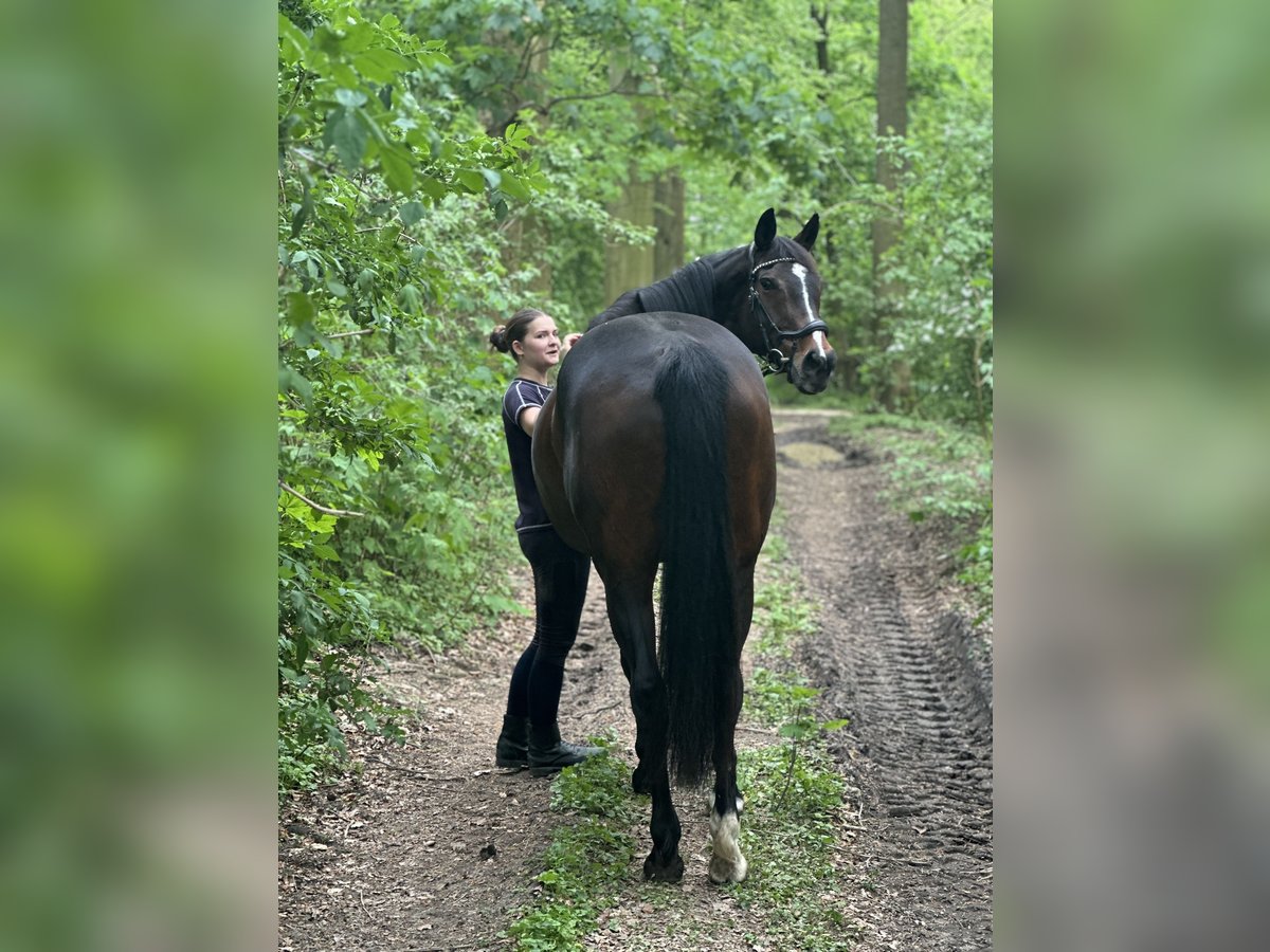 Pur-sang anglais Jument 16 Ans 166 cm Bai brun in Möhnesee