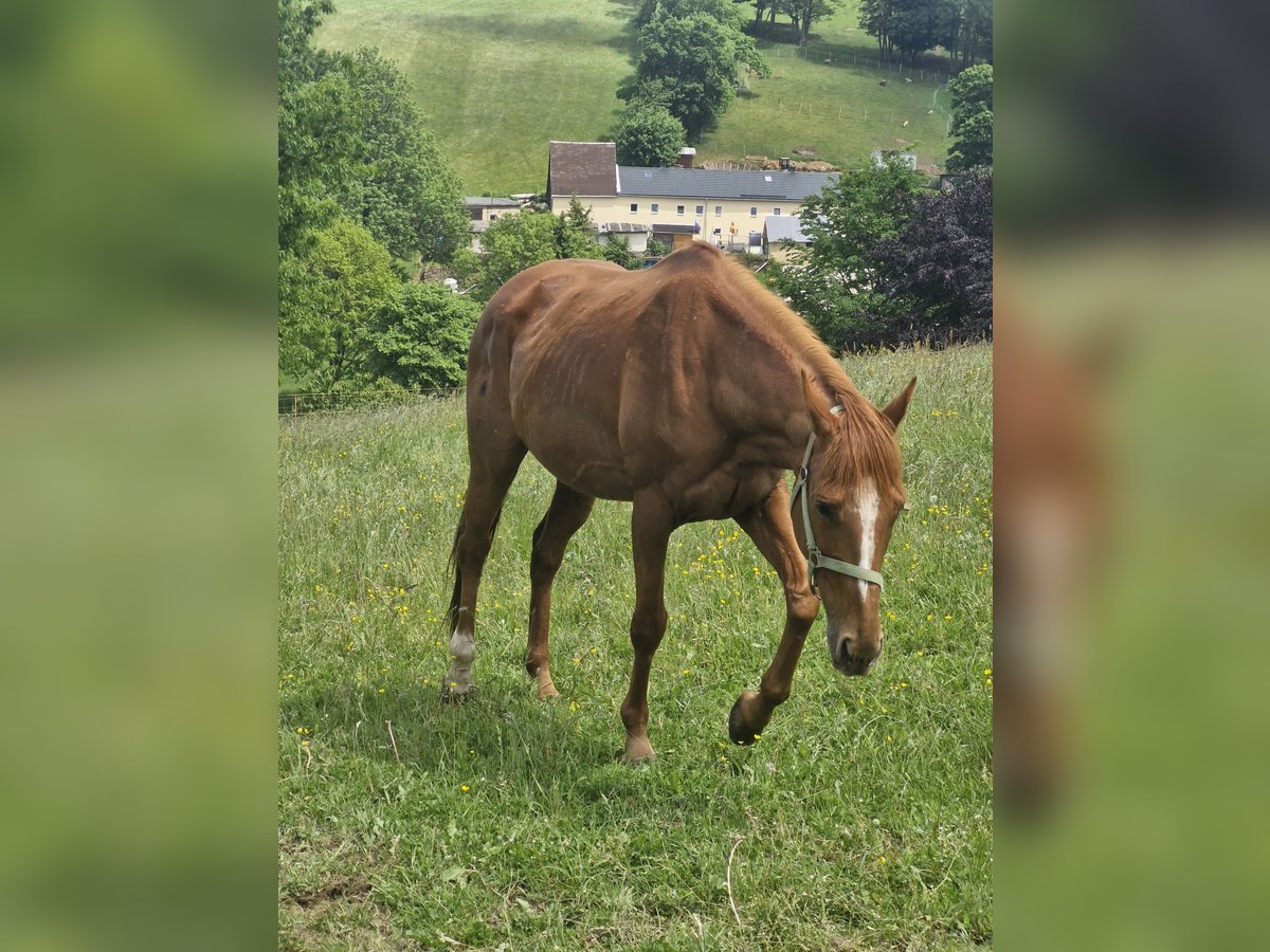 Pur-sang anglais Jument 17 Ans 155 cm Alezan in Mildenau