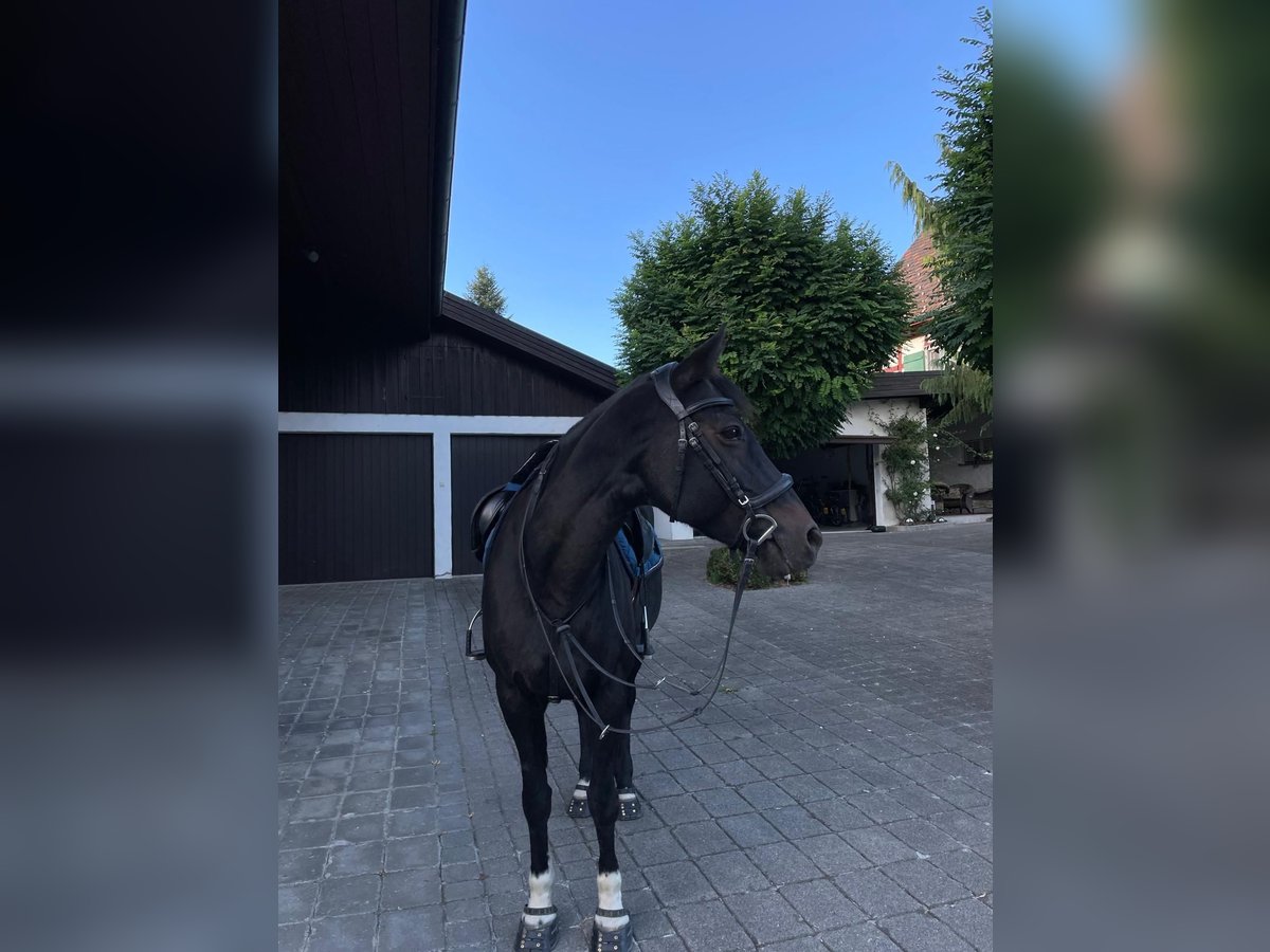Pur-sang anglais Jument 19 Ans 148 cm Bai brun in M&#xFC;selbachBazenheid