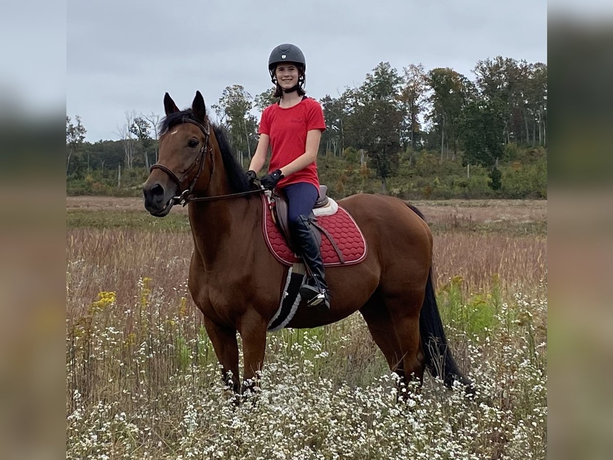 Pur-sang anglais Jument 21 Ans 152 cm Bai cerise in Suffield, CT